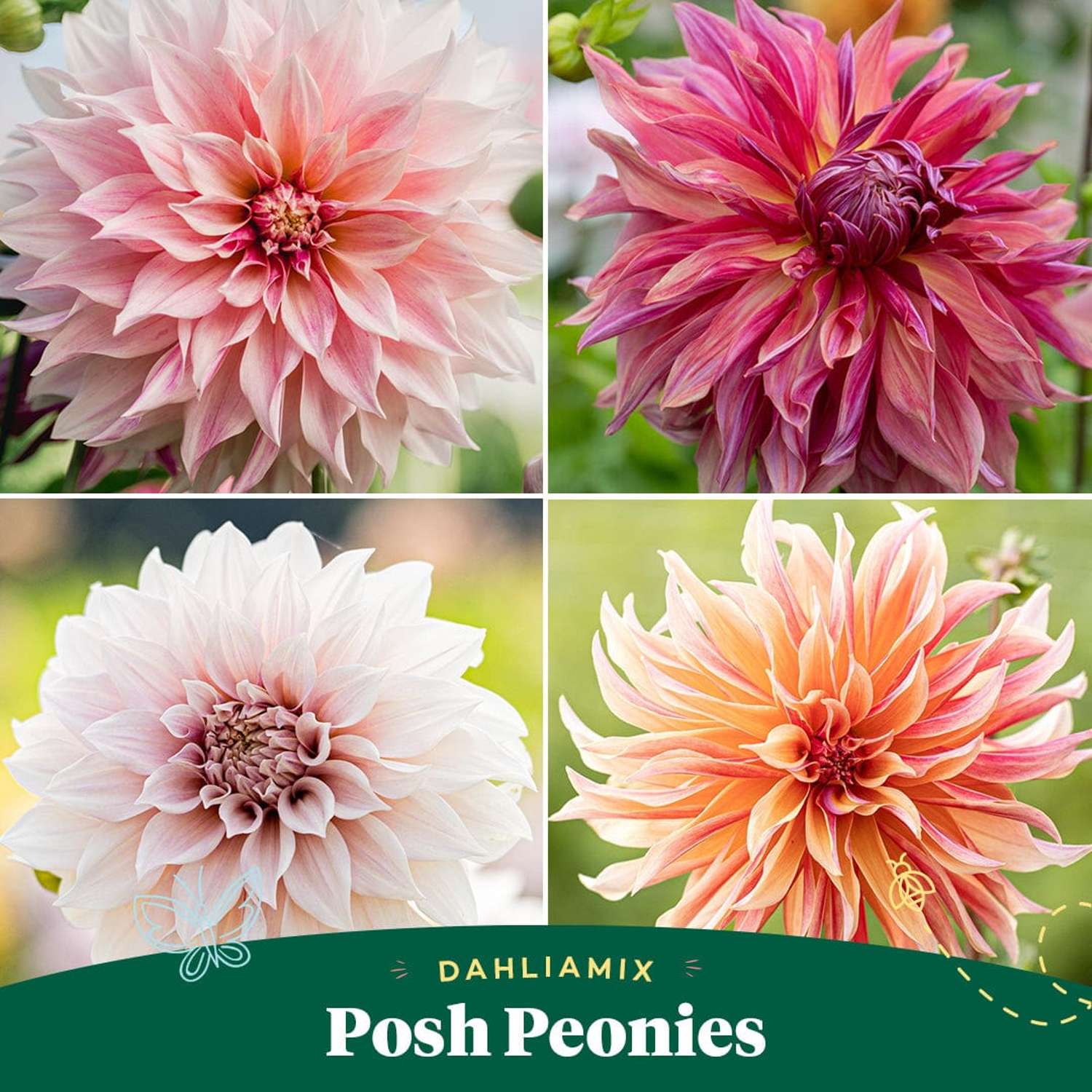 Dahlia mix 'Posh Peonies'